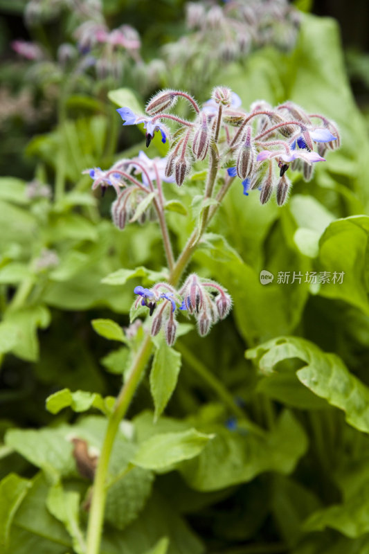 琉璃苣(Borago officinalis)花。